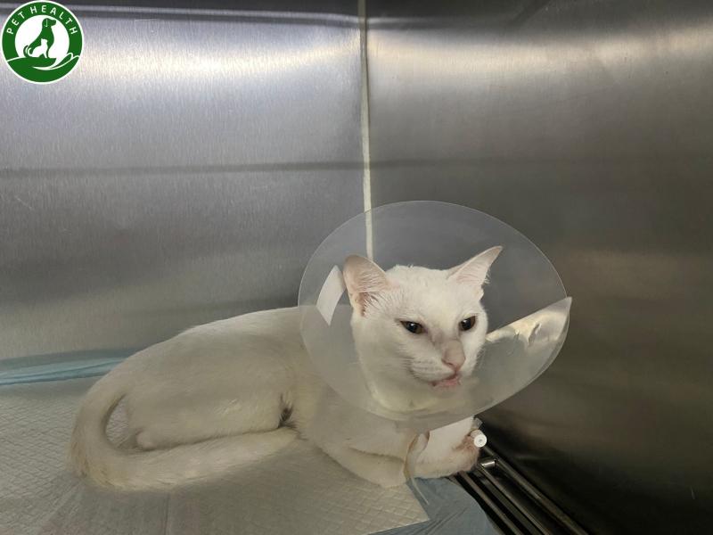 Bệnh viện thú y Pethealth Ninh Bình