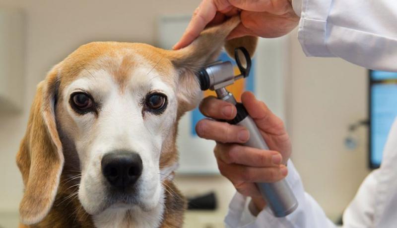 PetHealth