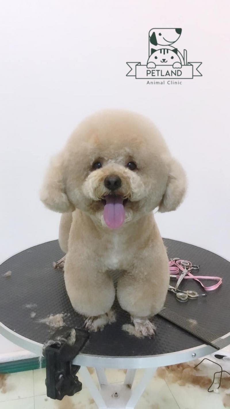 Bệnh viện thú y Petland Hải Dương