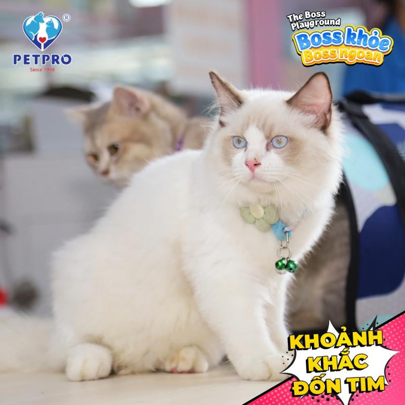 Bệnh Viện Thú Y PetPro