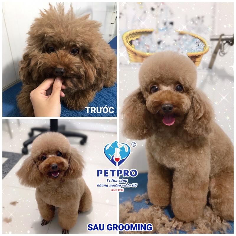 Bệnh Viện Thú-Y PetPro