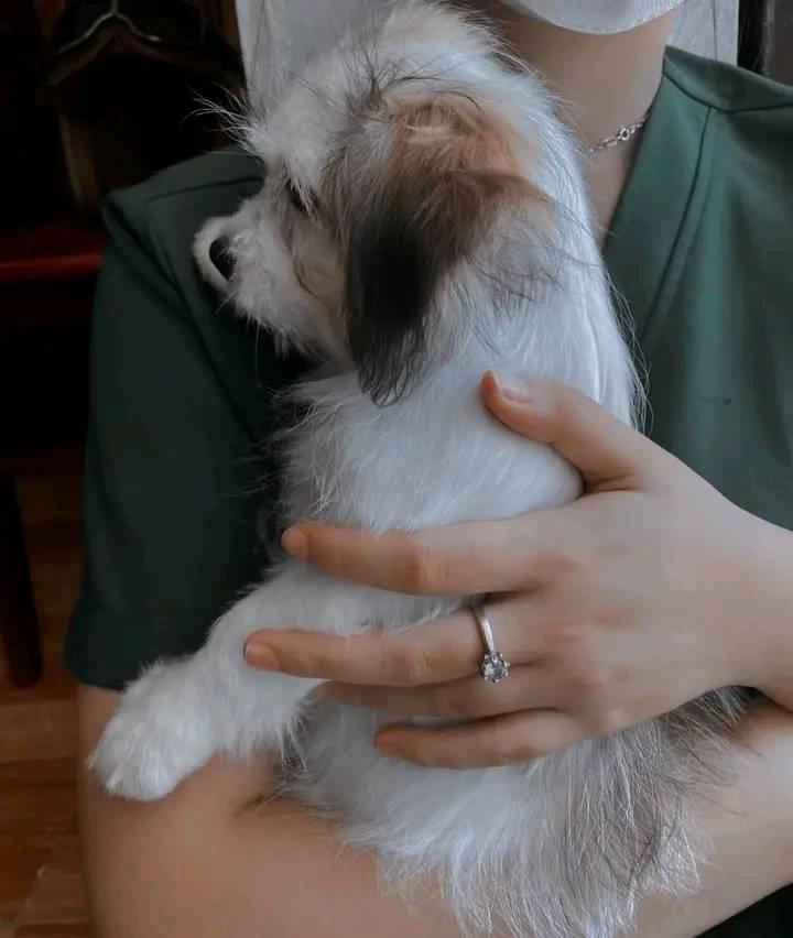 Bệnh viện thú y Relivet Quảng Trị Pet Hospital In Đông Hà City