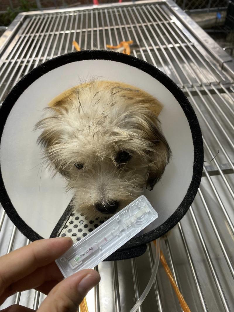 Bệnh viện thú y Relivet Quảng Trị Pet Hospital In Đông Hà City