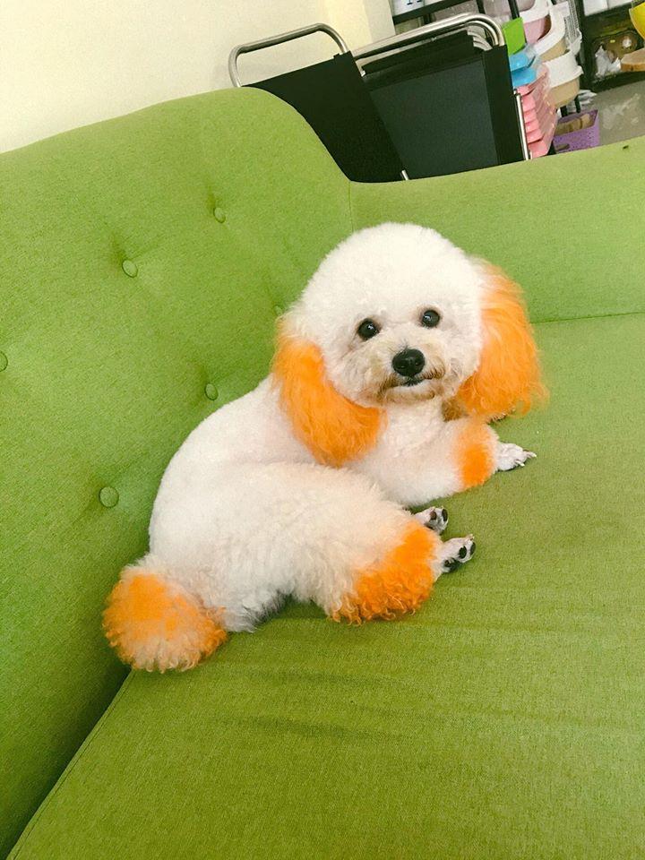 Bệnh viện thú y Winpet Huế