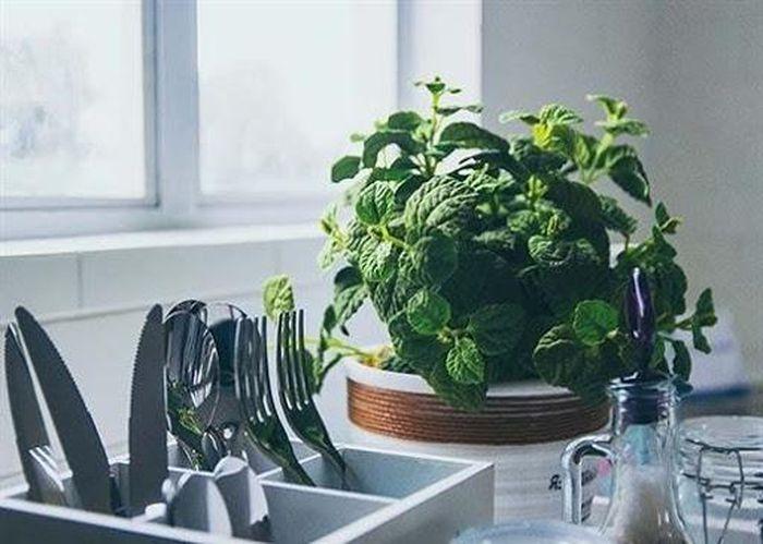 Bếp ở hướng Đông kiêng bài trí cây cảnh