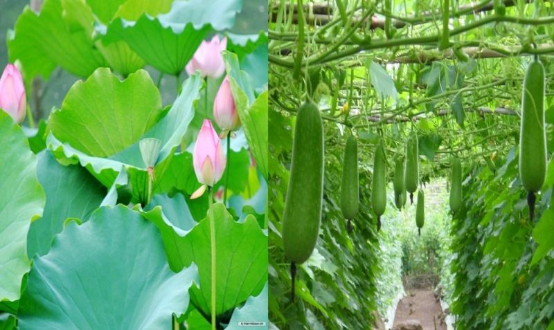 Bí đao, lá sen chữa bệnh gan nhiễm mỡ