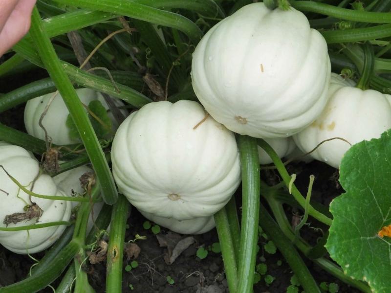 Bí ngô tí hon trắng