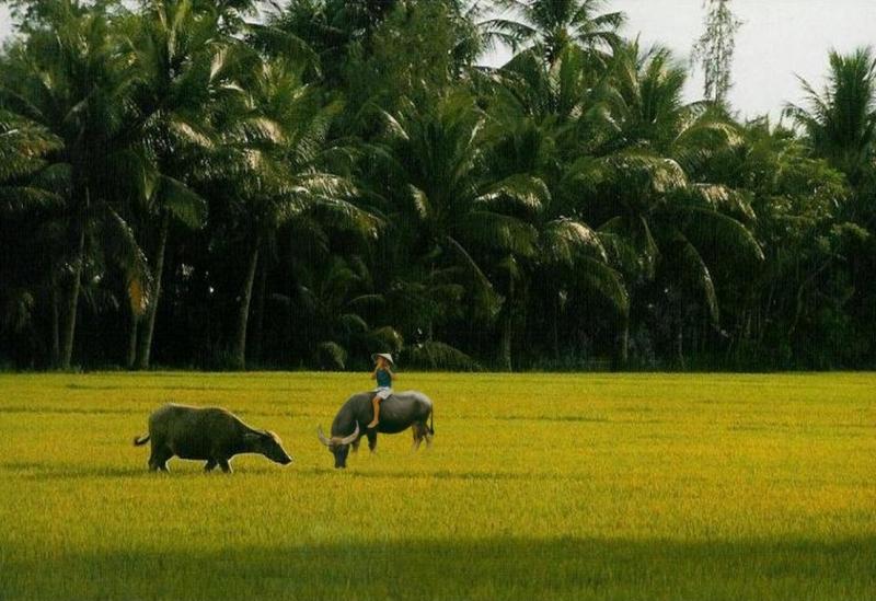 Những tia nắng đầu tiên phớt nhẹ đây đó trên các thửa ruộng còn chìm trong màn sương bạc làm cho cả biển lúa xao động tạo thành những làn sóng nhẹ xô đuổi nhau chạy mãi ra xa