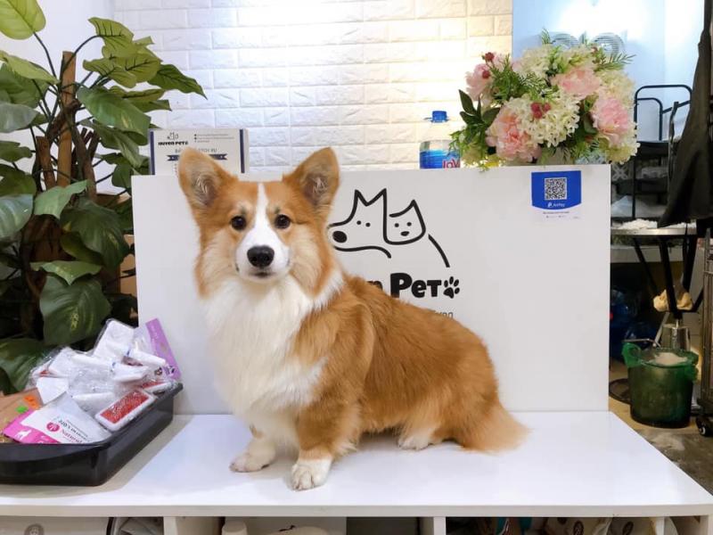 Bingo Corgi House