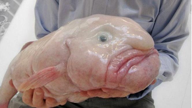 Blobfish