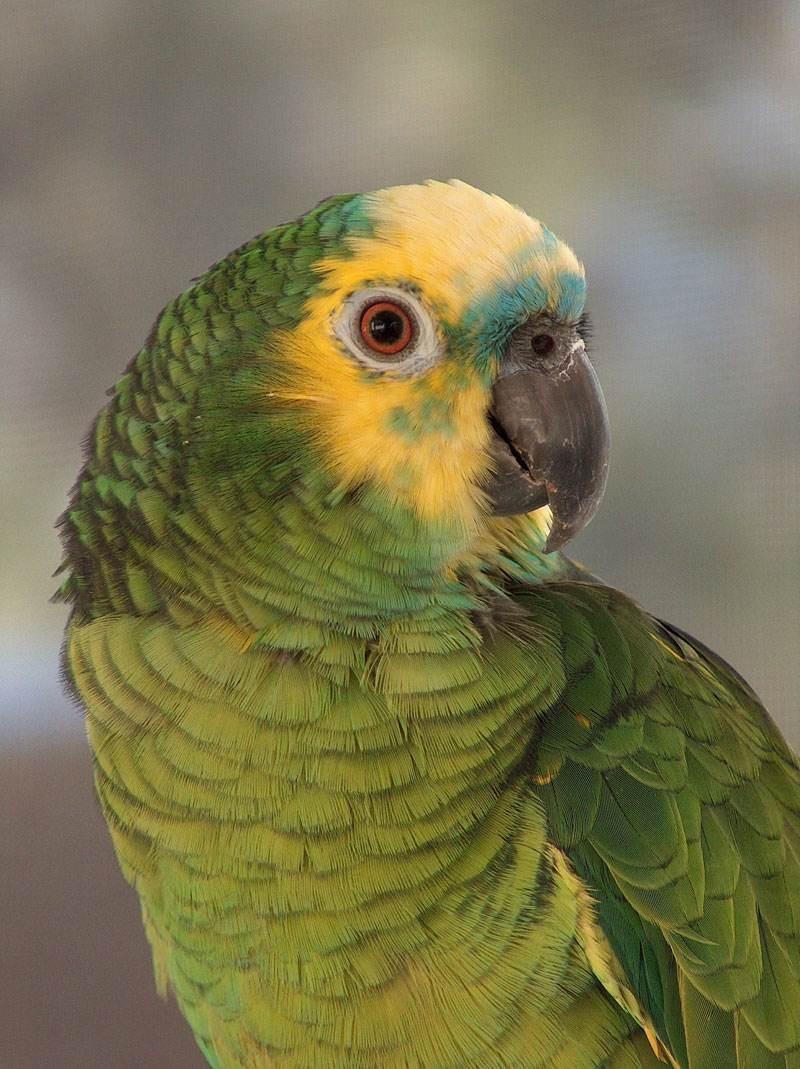 Vẹt Amazon Blue-fronted có thể xem là một 