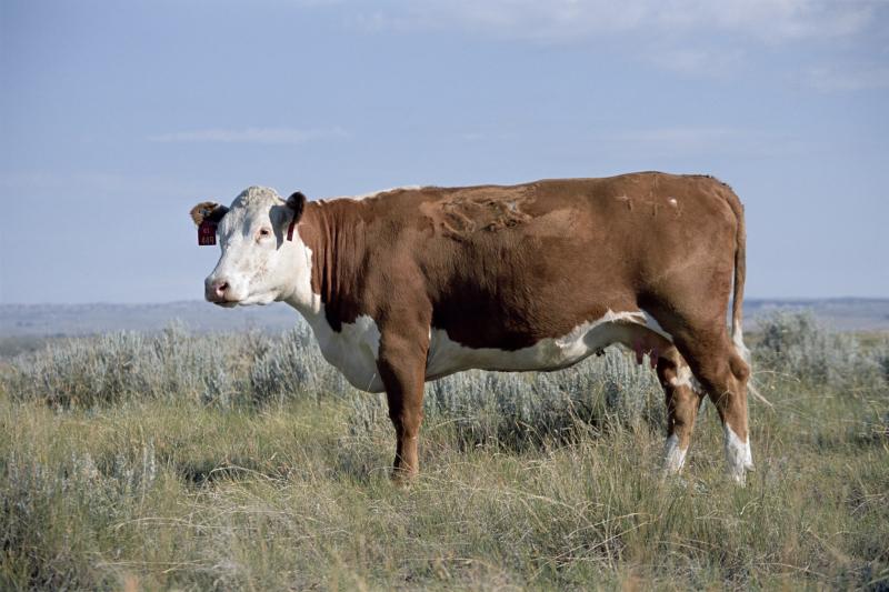Bò