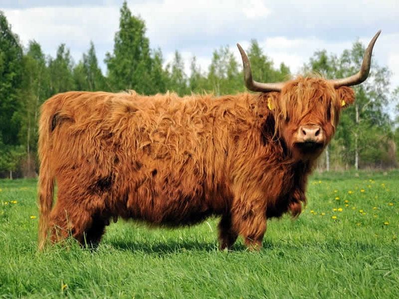 Bò cao nguyên Scotland