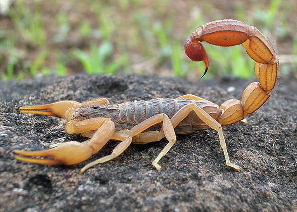 Bọ cạp Leiurus quinquestriatus