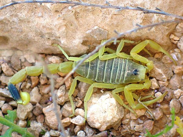 Bọ cạp Leiurus quinquestriatus