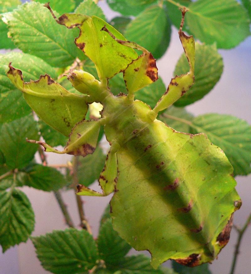 Bọ lá
