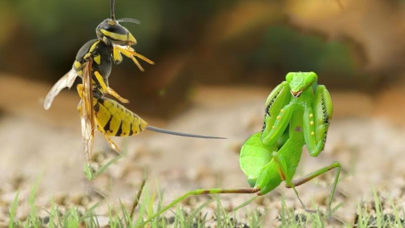 Bọ ngựa có 2 mắt nhưng chỉ có 1 tai