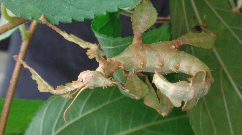 Bọ que lá Spiny