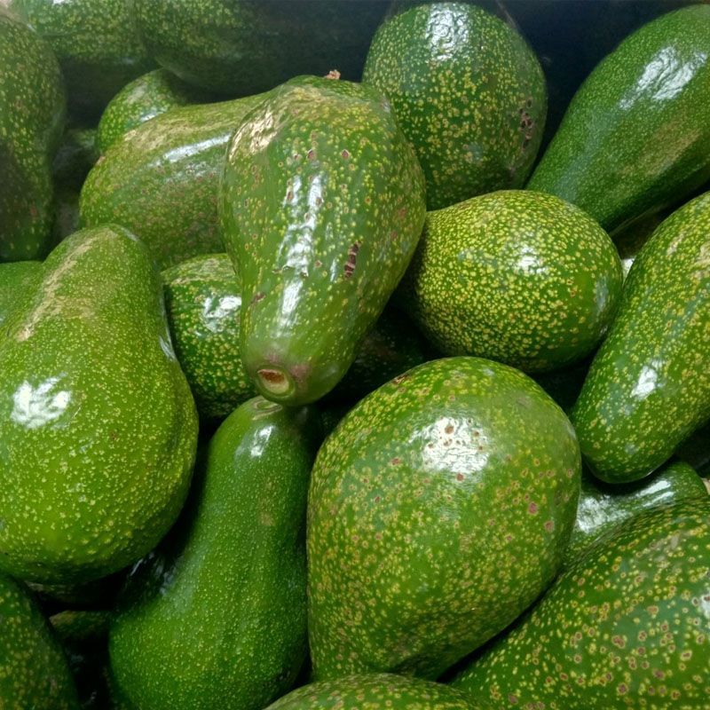 bơ sáp Đak Lăk
