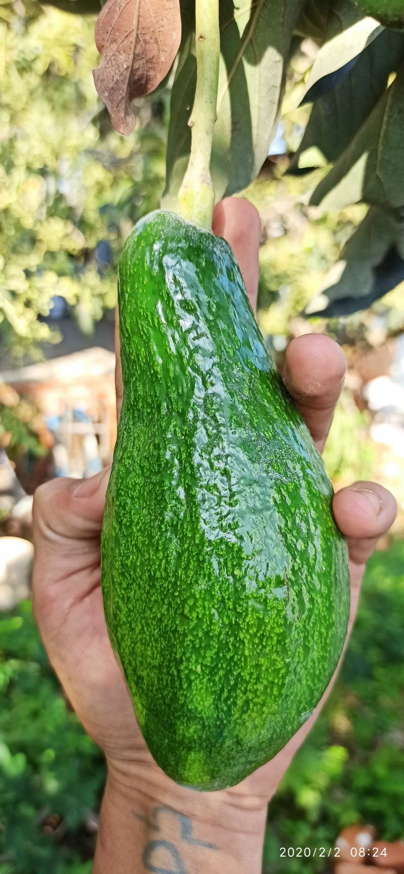 Bơ sáp Đắk Mil