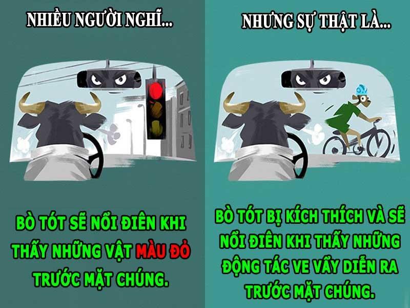 Bò tót thực chất bị mù màu chứ không ghét màu đỏ