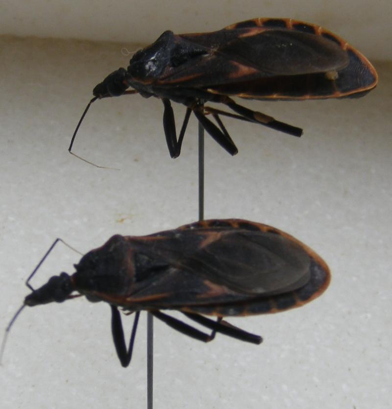 Bọ xít hút máu có chiều dài từ khoảng 1-3,5 cm