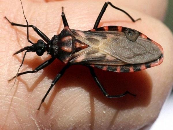 Bọ xít hút máu sống bằng máu người hoặc các loài động vật