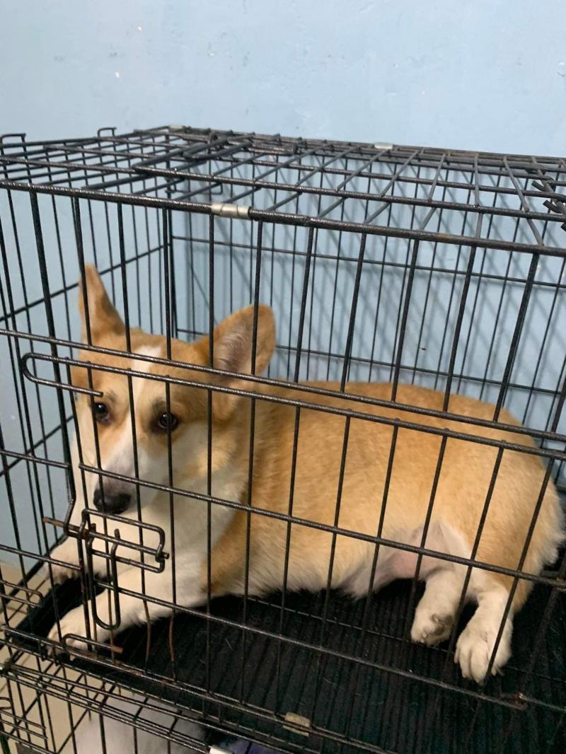 Bối Bối pet shoop