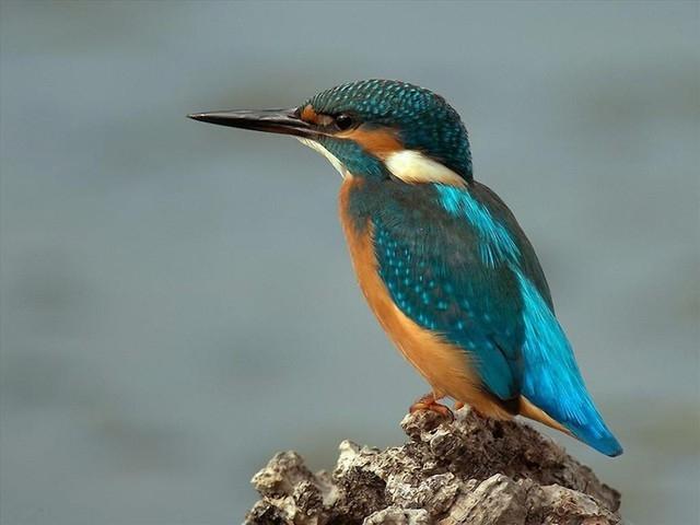 Bói cá (Halcyonidae)