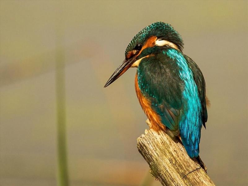 Bói cá (Halcyonidae)
