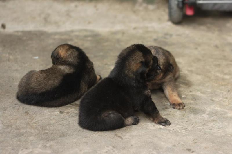 Bối kiếm cẩu