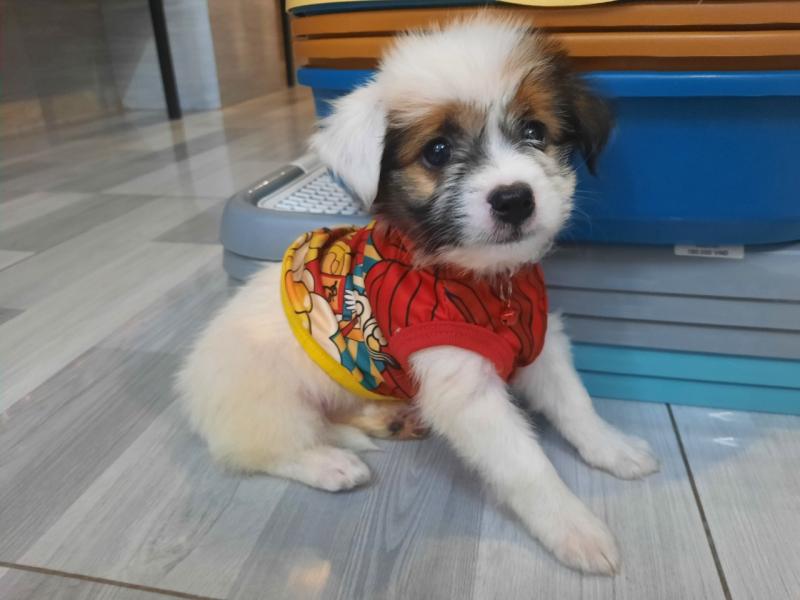 Bông Pet
