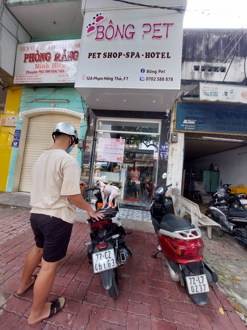 Bông Pet