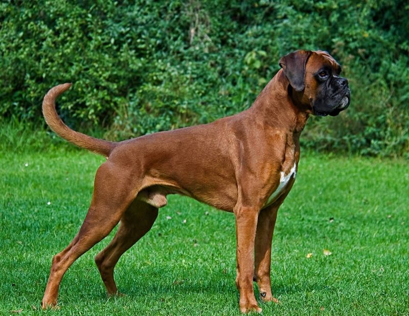Một chú Boxer vối tai và đuôi chưa bị cắt