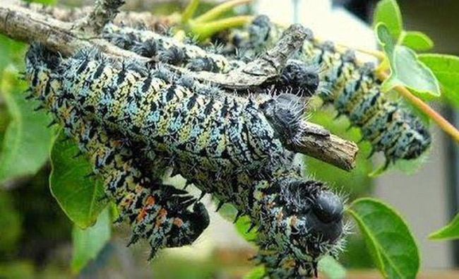 Bữa ăn đầu tiên của sâu bướm là vỏ trứng của chúng