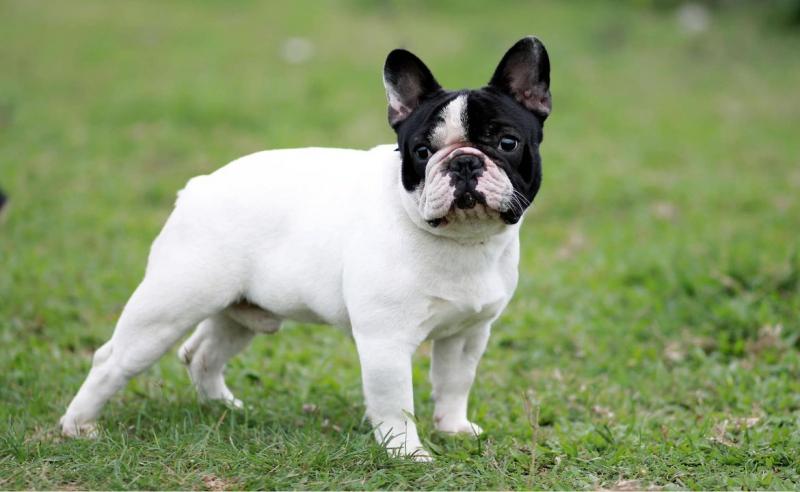 Bull Pháp Việt Nam - French Bulldog