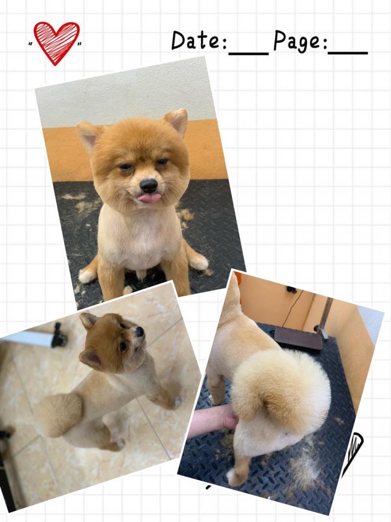 Phòng Khám Thú Y Bum’s House & Petshop Thanh Hoá