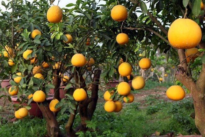 Bưởi Diễn luôn nằm trong danh sách những đặc sản Hà Nội