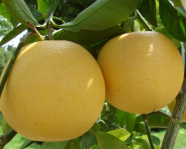 Bưởi Đoan Hùng