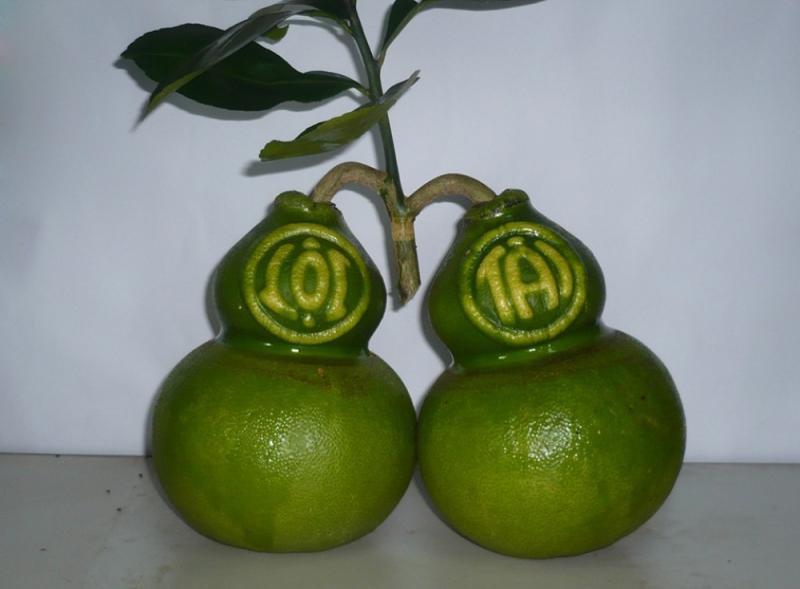 Bưởi hồ lô
