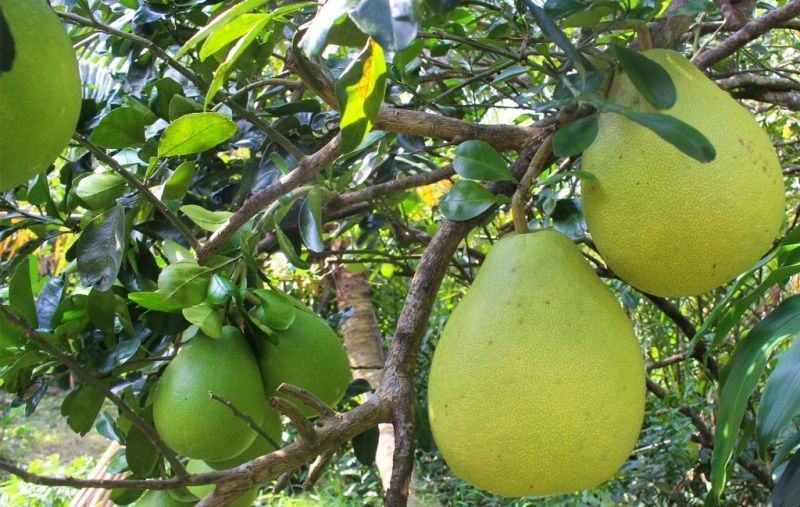 Bưởi Năm Roi trà Phú Hữu