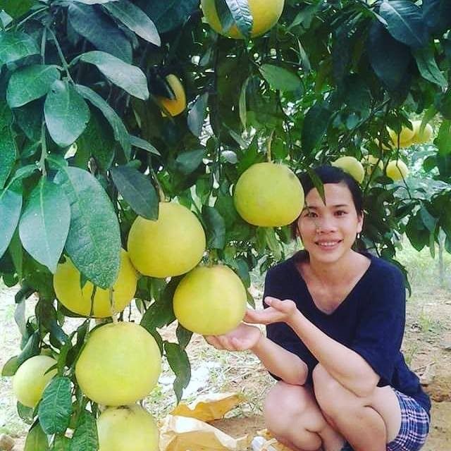 Bưởi Phúc Trạch