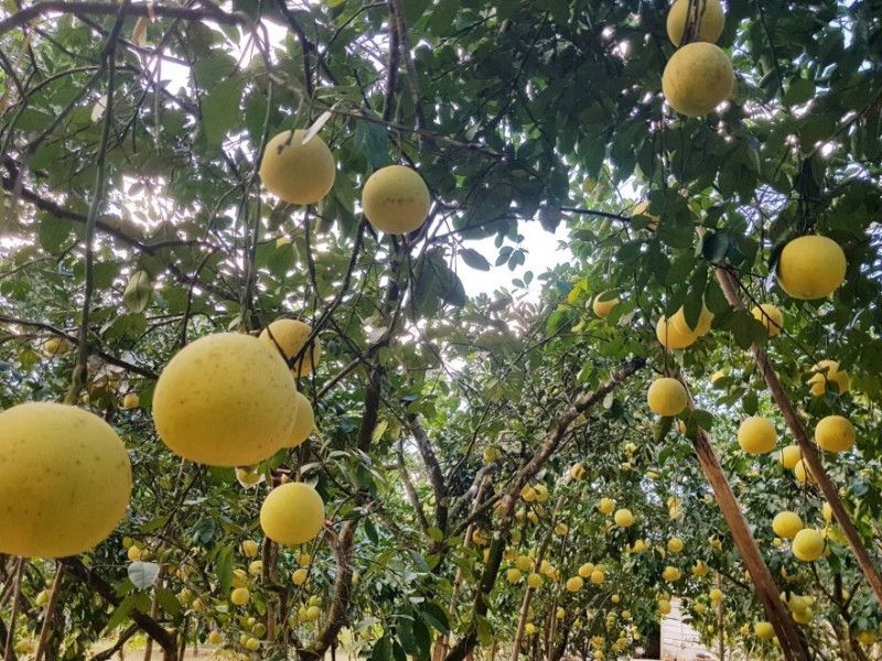 Các nốt gai trên quả bưởi to thì là quả già