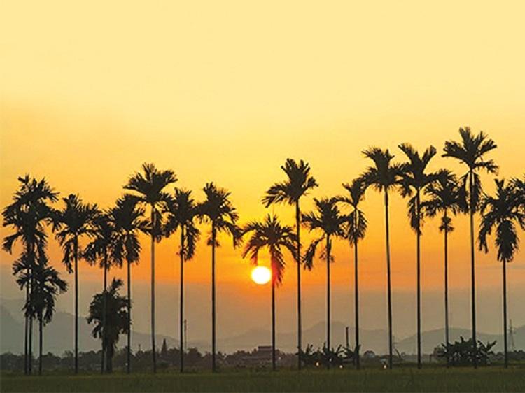 Hàng cau trước nhà mảnh dẻ đang vươn cánh tay dài rộng để hứng những tia nắng sớm đầu tiên