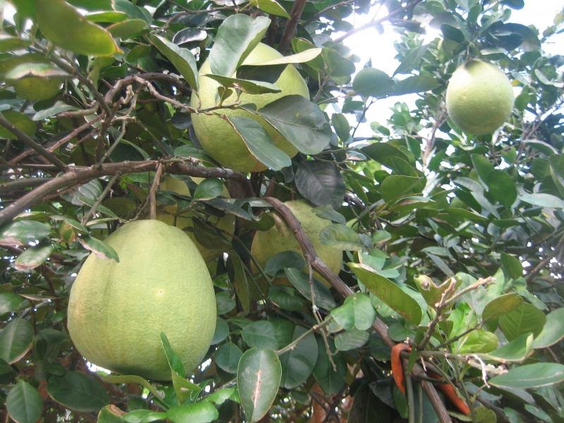 Bưởi Tân Triều