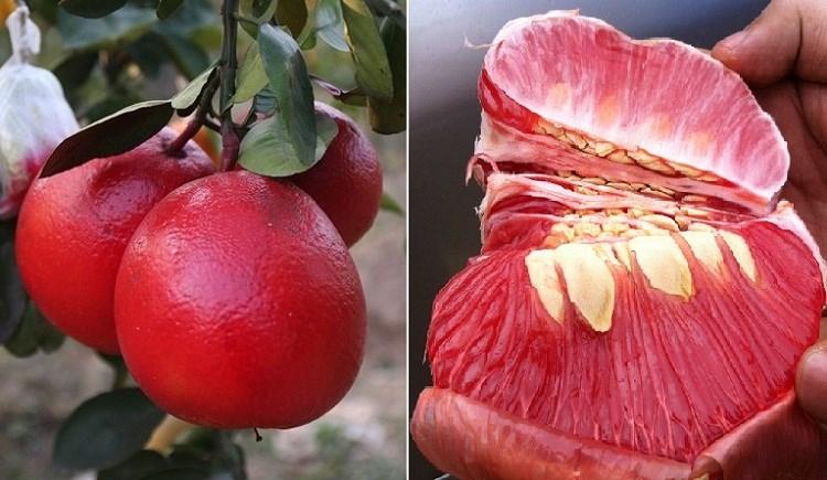 Bưởi tiến vua