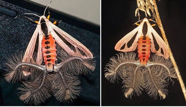 Bướm Creatonotos gangis