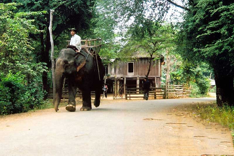 Khi nhắc đến địa danh Buôn Đôn thì ắt hẳn ta không thể không kể đến truyền thống thuần dưỡng và săn bắt voi rừng ở nơi đây