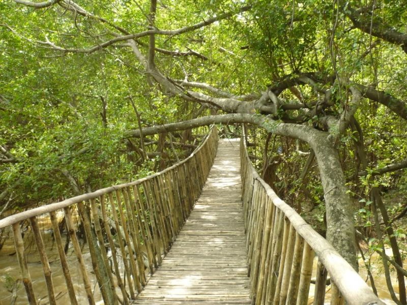 Cầu tre ở Buôn Đôn