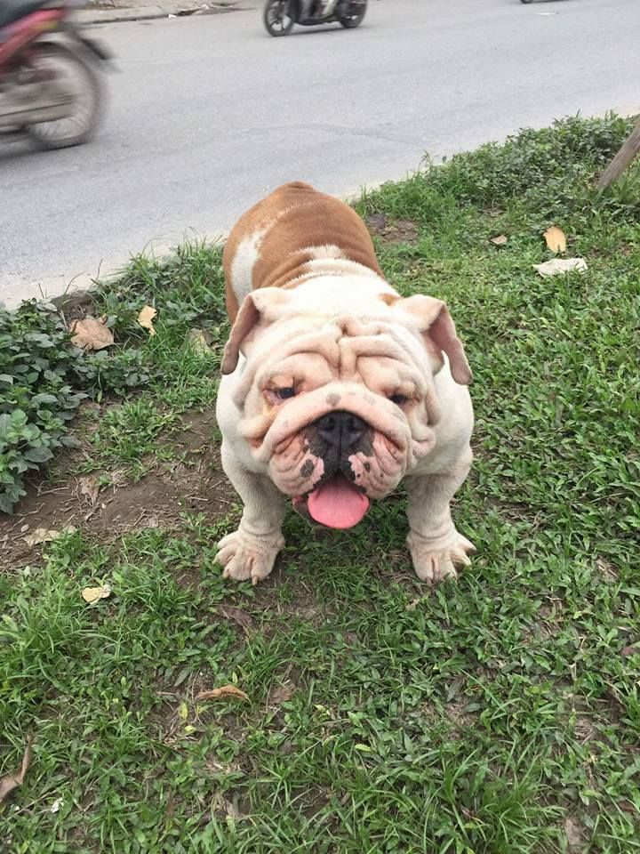 C-Bull kennel
